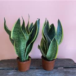 Sansevieria