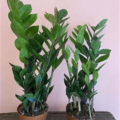Zamioculcas Zamiifolia
