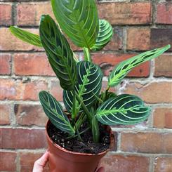 Maranta