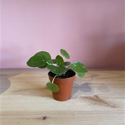 Mini Chinese Money Plant