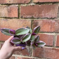Tradescantia