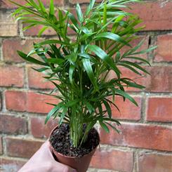 Parlour Palm