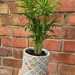 Parlour Palm and &#39;Milo&#39; Pot