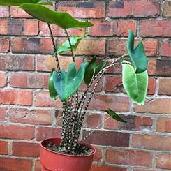 Alocasia