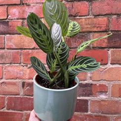 Maranta and Pot