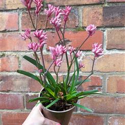 Pink Kangaroo Paw
