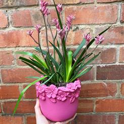 Pink Kangaroo Paw and Pot