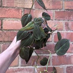Philodendron 'Incensi'