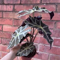 Alocasia 'Polly'