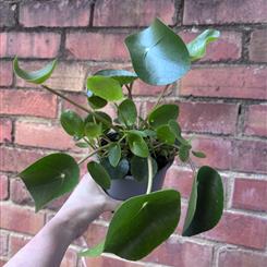 Chinese Money Plant