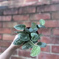Scindapsus